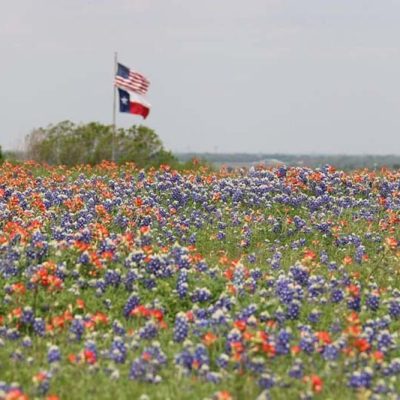 pestsouthtexas_f1 pestsouthtexas_f1